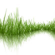 Grass