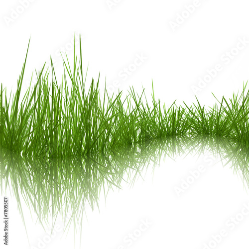 Grass