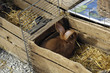 lapin lapin