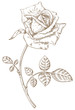 rose  