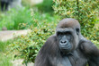 female gorilla