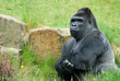 male gorilla