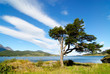 Foto: tree shaped by the wind in patagonia tree shaped by the wind in patagonia