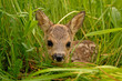 Bambi