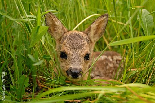 Bambi
