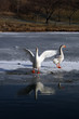 Geese