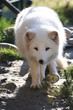Polarfuchs - Zoo WO 02