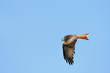 Red Kite Eagle