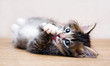 Kitten playing at the table at home and looking at photographer