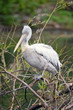 Pelican on the branch