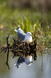 Common gull oon the nest
