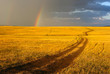 Road, yellow hills and rainbow.