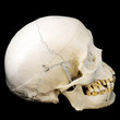 Side view of real human skull Side view of real human skull