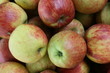 Des pommes sur le marché de Tours (Indre-et-Loire)