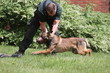 Aggressiver Hund