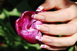 Lulling the Tulip