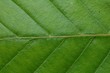 Une feuille