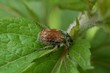 Insecte