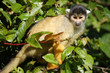 singe 1