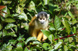 singe 4