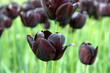 Black tulips in a field