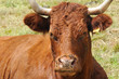 Vache «La Salers»