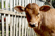 calf