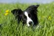 Bordercollie