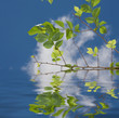 Green leaves