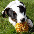 chiot jack russel chiot jack russel