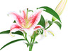 liliomok