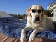 Hund mit Brille