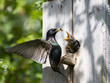 starling feed his nestling