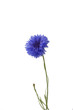Kornblume isoliert