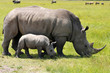 white rhinoceros with 3 weeks calf white rhinoceros with 3 weeks calf