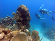 coral reef