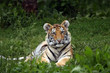 Cute Cub