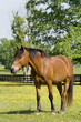 Horse in field
