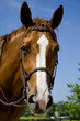 Horse wearing a bridle Horse wearing a bridle