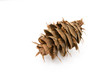 Douglas Fir Cone
