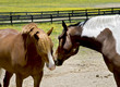 Horses in a field Horses in a field