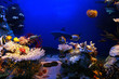 Underwater scene