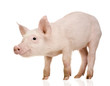 Young pig (+/-1 month)