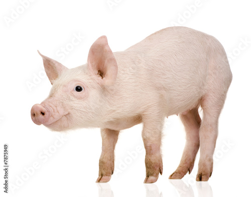 Young pig (+/-1 month)