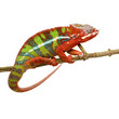 Chameleon Furcifer Pardalis - Ambilobe (18 months)