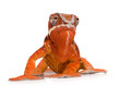 Chameleon Furcifer Pardalis - Sambava (2 years) Chameleon Furcifer Pardalis - Sambava (2 years)