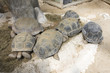 tortue de terre