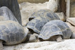 tortue de terre
