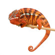 Chameleon Furcifer Pardalis - Sambava (2 years) Chameleon Furcifer Pardalis - Sambava (2 years)