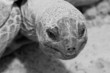 tortue de terre